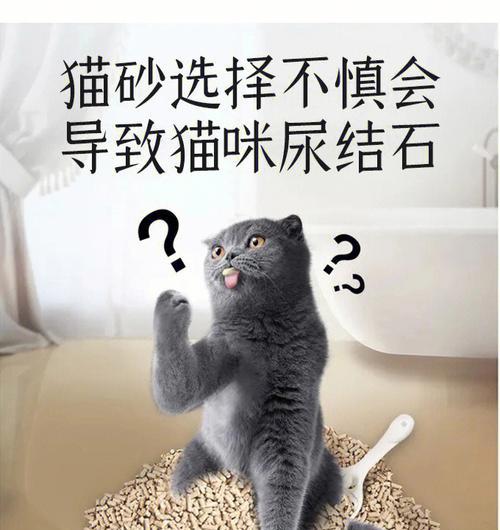 猫咪膀胱健康小贴士（了解膀胱位置图，让爱宠更健康）