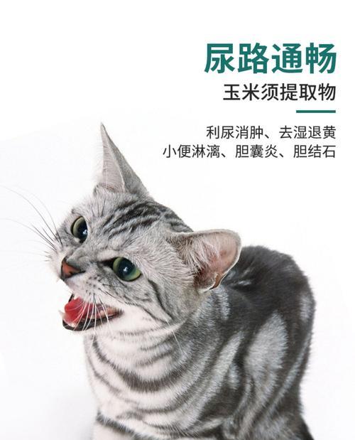 猫咪膀胱健康小贴士（了解膀胱位置图，让爱宠更健康）