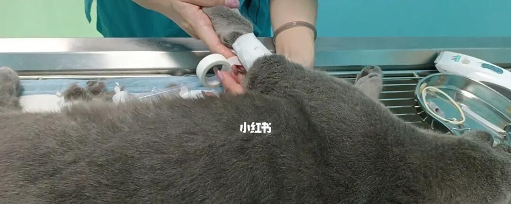 猫咪吃药却尿不出来，究竟是什么问题？（解析猫咪排尿障碍的原因和应对措施）