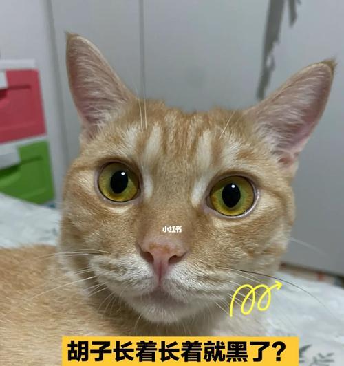 猫咪的胡须（探索猫咪胡须的奥秘，享受宠物陪伴带来的幸福）