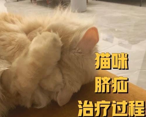 如何处理猫咪肺部积水（探索猫咪肺部积水的成因、预防和治疗）