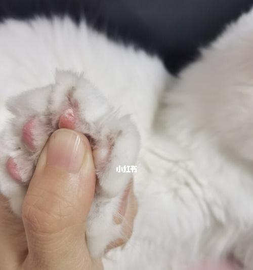 如何应对宠物猫咪后腿脱毛破溃问题（探讨宠物猫咪后腿脱毛的原因及解决方法）