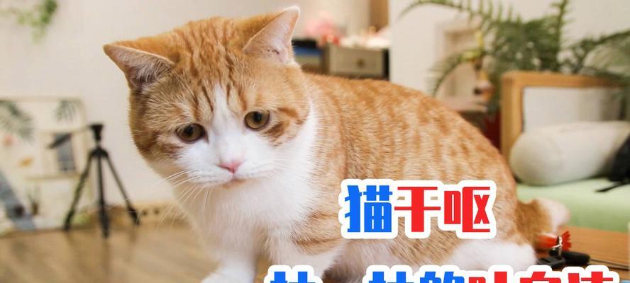 猫咪经常干呕原因分析（探究猫咪干呕的原因与解决方法）