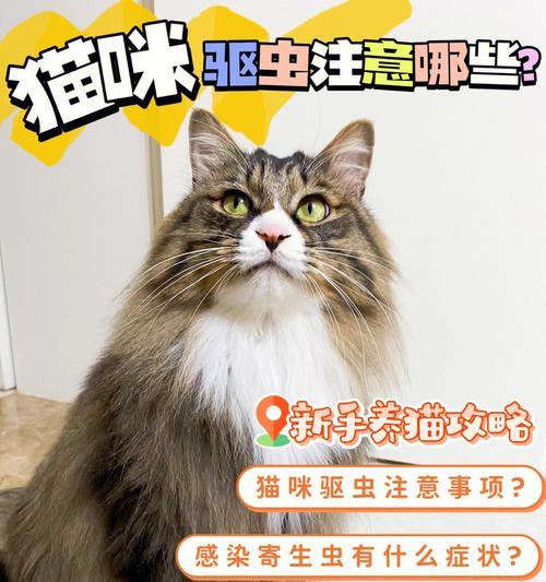 猫咪驱虫全记录（以猫咪为主，从驱虫记录看宠物养护）