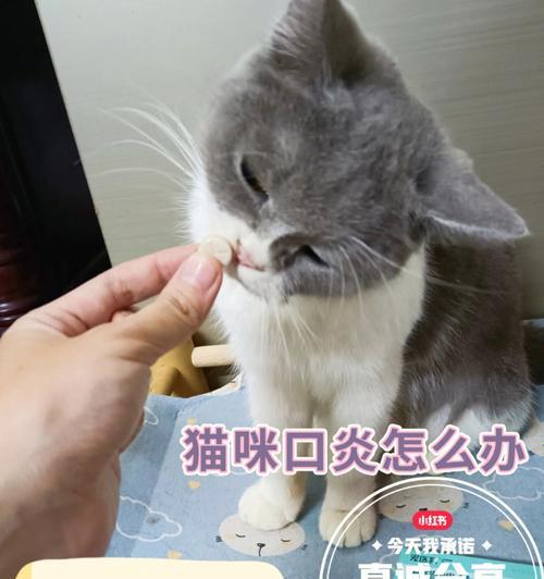 猫咪肉脚发炎，如何避免？（探讨猫咪脚发炎溃疡的原因及预防方法）