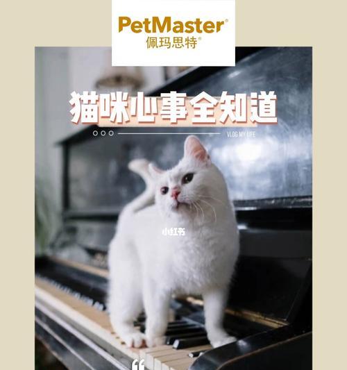 猫咪的尾巴语言（从甩尾到上下敲打，解读猫咪的情绪变化）