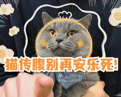 猫咪瘫痪无法排便该安乐死吗？（探讨以宠物为主的人道主义选择）