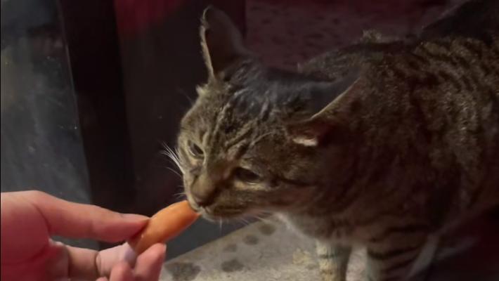 猫咪吃香肠的正确方式（以宠物为主，让猫咪健康成长）