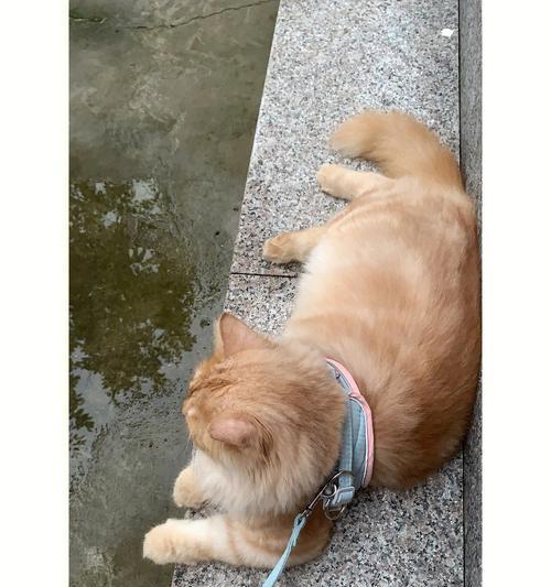 猫咪需要遛吗？（探讨宠物猫咪是否需要遛弯儿以及如何进行宠物猫咪的遛放）