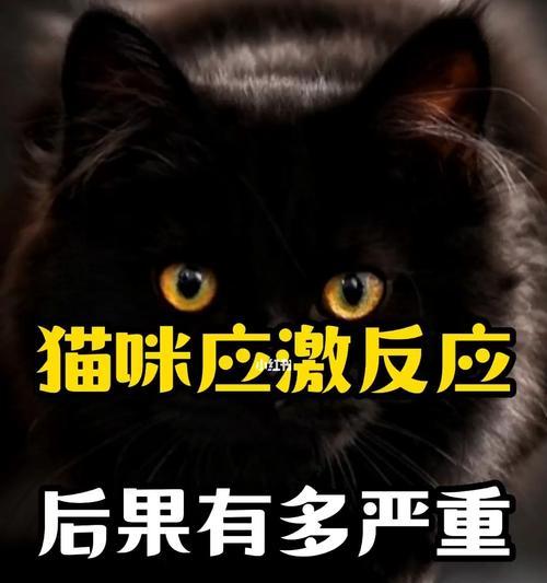 猫咪应激药是宠物必备之物吗？（猫咪应激药多少钱？如何选择合适的应激药？）