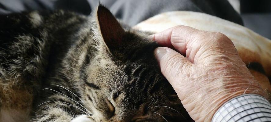 猫咪水肾症状与治疗（了解猫咪水肾症状，做好治疗措施）