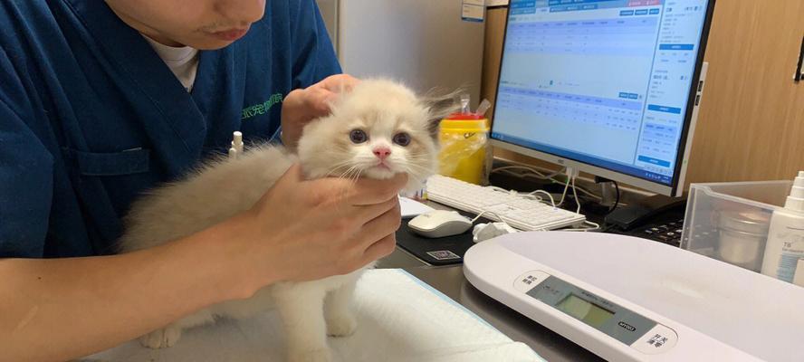 宠物猫什么情况下需要打预防针？（详解猫咪预防针接种的时间和方式）