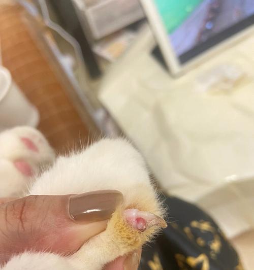 了解猫咪指甲血线图，保护宠物指甲健康（掌握猫咪指甲血线图的重要性，保证宠物的指甲健康）