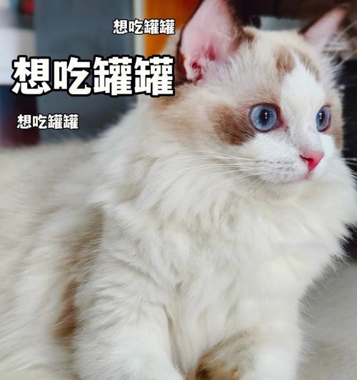 猫咪只喝水不吃饭？教你如何喂食（猫咪的食谱、必备营养、及时就医）