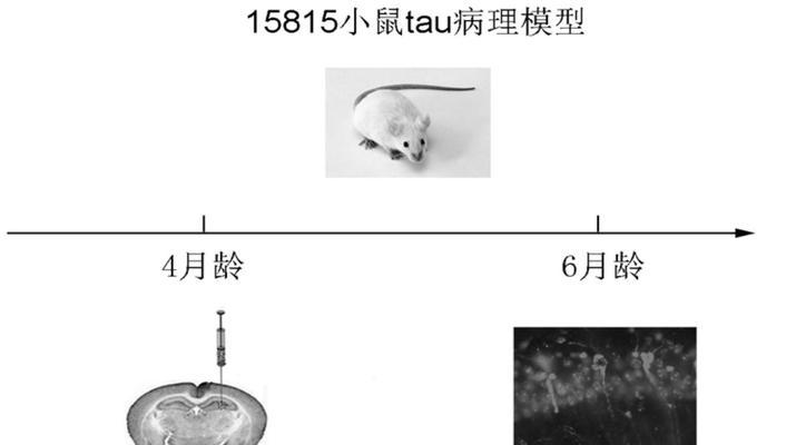 小鼠饲养指南（养宠物小鼠从入手到养殖技巧，一文搞定）