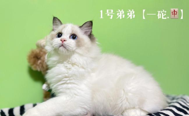 探秘cos白银布偶猫的魅力（以宠物为主，细说布偶猫的性格与养护）