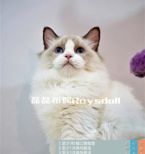 带你了解dollbaby洋娃娃布偶猫——宠物爱好者必看（可爱的dollbaby洋娃娃布偶猫，赢得无数宠物爱好者的心（）