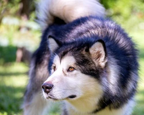 狂野北国的巨犬——阿拉斯加狗犬的体重究竟有多重？（阿拉斯加狗犬、体重、宠物）