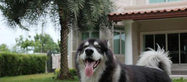 探秘阿拉斯加母犬的成年体重（以宠物为主的毛茸茸巨型犬，挑战你的肩膀极限）