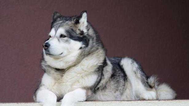 探秘以阿拉斯加母犬为宠物的日常生活（了解以阿拉斯加母犬的品种特点、饲养需求和训练技巧）