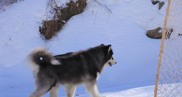 探秘阿拉斯加南极犬的魅力（以宠物为主，深度剖析阿拉斯加南极犬的特点与魅力）