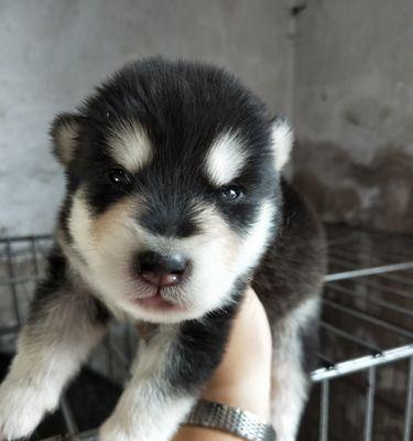 《我的宠物阿拉斯加犬眼睛肿了，该怎么办？》（如何帮助宠物缓解眼睛肿胀疼痛？）