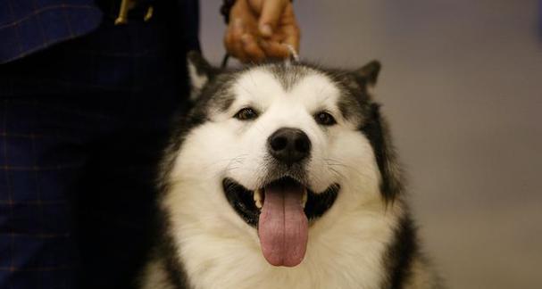 阿拉斯加犬的冬季生活（宠物主人必读，了解阿拉斯加犬的冬季生存技巧）