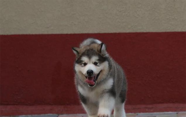 探秘阿拉斯加犬耳朵的神秘之处（以颜色为主题，揭开阿拉斯加犬耳朵的奥秘）