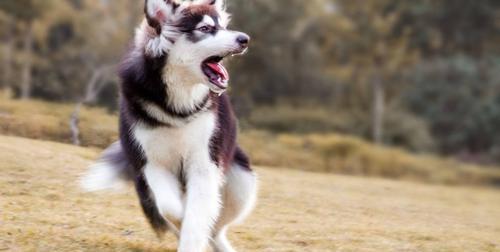 防范宠物狂犬病，保障家庭健康（以阿拉斯加犬发狂为主题的防疫故事）