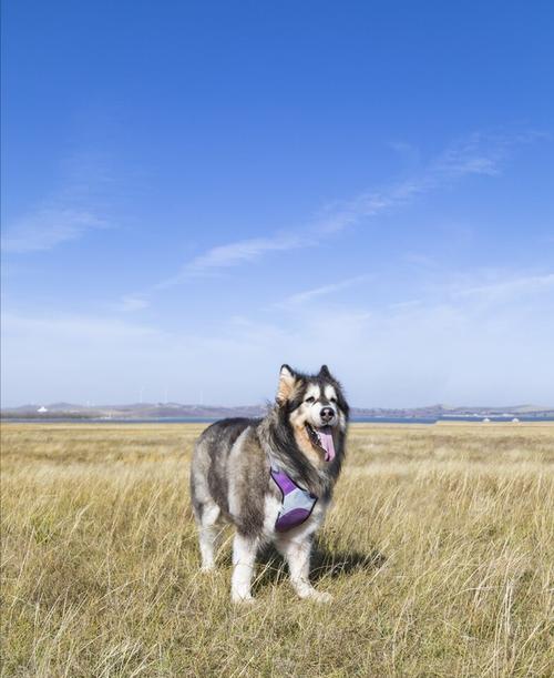 如何有效应对宠物阿拉斯加犬的发烧症状？（详解阿拉斯加犬发烧的原因和应对措施，让你的爱宠健康幸福）