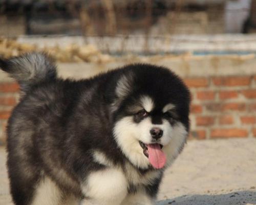 探讨防治宠物阿拉斯加犬肥胖的方法（从饮食、运动和心理方面入手，帮助阿拉斯加犬健康）