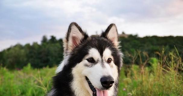 阿拉斯加犬的饮食习惯与饲养技巧（以宠物为主，了解如何让阿拉斯加犬吃得健康）