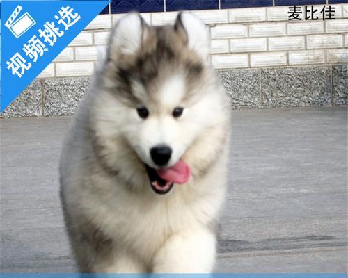 阿拉斯加犬的饮食习惯与饲养技巧（以宠物为主，了解如何让阿拉斯加犬吃得健康）