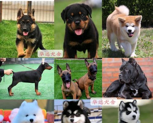 阿拉斯加犬VS秋田犬（以宠物为主，对比两种犬的性格、护理和适应能力）