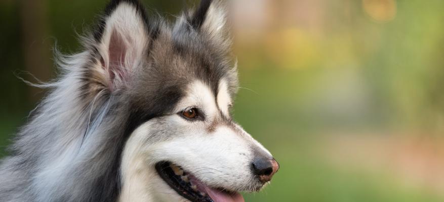 阿拉斯加犬咳嗽原因及治疗方法（宠物阿拉斯加犬咳嗽的症状和预防）