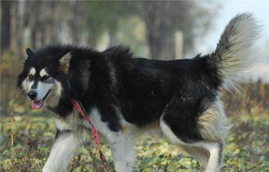 阿拉斯加雪橇犬（以宠物为主，了解阿拉斯加雪橇犬的警犬特质）