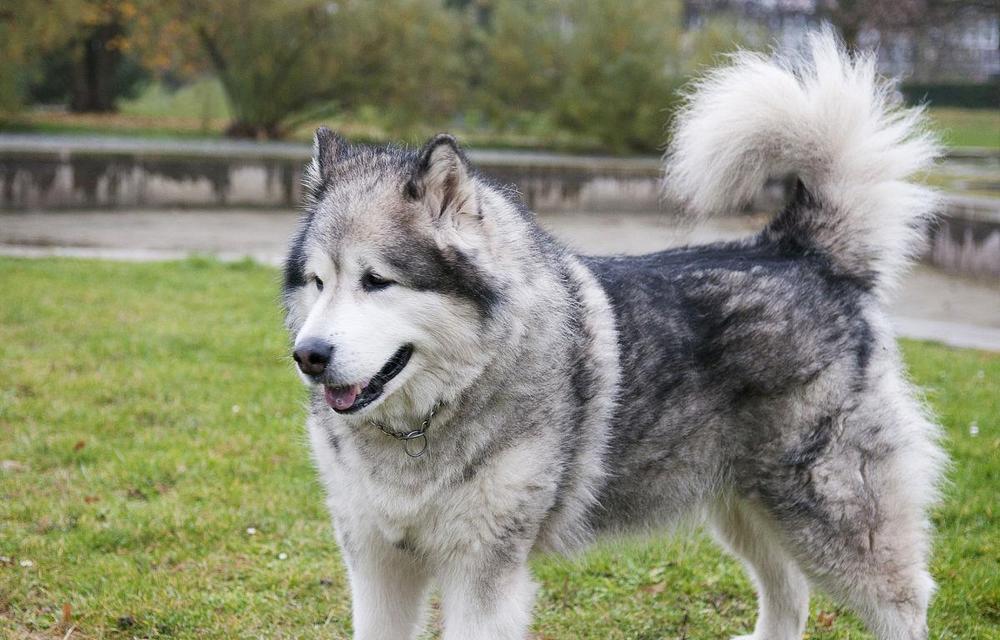 阿拉斯加雪橇犬的长寿之道（探寻为什么它们能够活到8岁以上）