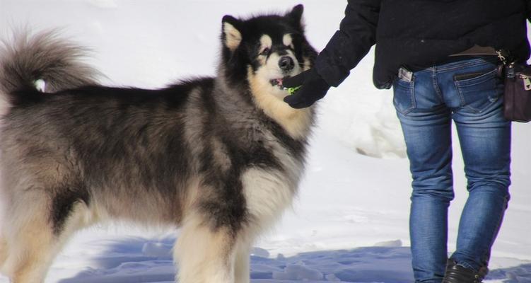 探访北极犬的生活和文化（探访北极犬的生活和文化）