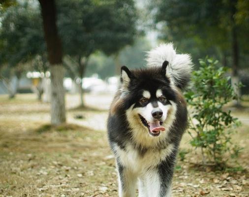 独处的阿拉斯加雪橇犬