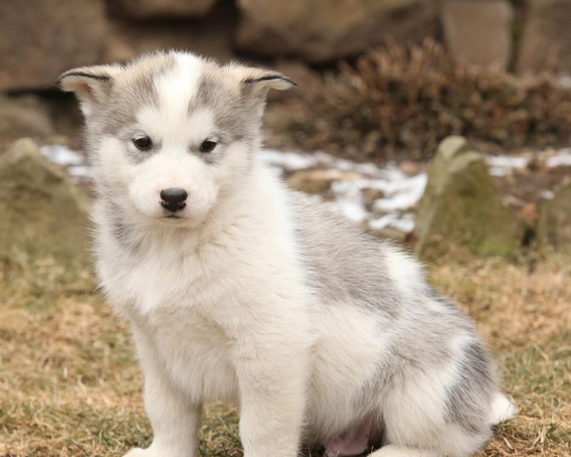 了解阿拉斯加雪犬的颜色特征（阿拉斯加雪犬的毛色、眼色、鼻色及其影响）