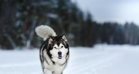 了解阿拉斯加雪犬的颜色特征（阿拉斯加雪犬的毛色、眼色、鼻色及其影响）