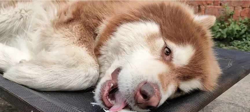 阿拉斯加幼犬的饮食问题（如何让你的宠物健康成长）