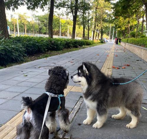 探秘阿拉斯加幼犬尿茧子的奥秘（从宠物角度解析，让你的爱犬远离尿路疾病）