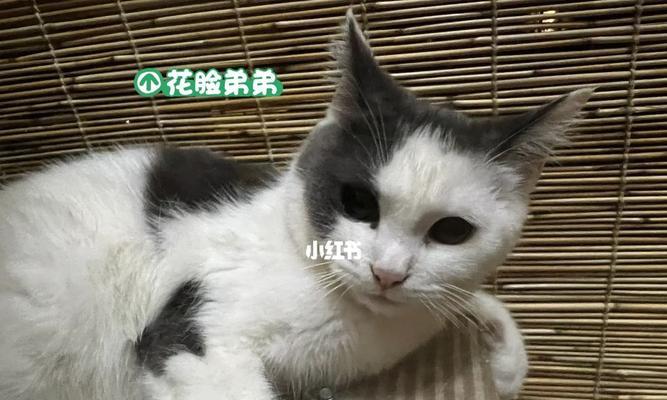 八个月猫能生小猫吗？（宠物主人必看！掌握繁殖知识，做好生育计划！）