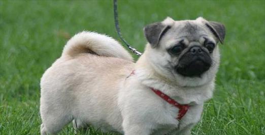 以巴哥犬的饮食安排（从幼年到老年，让你的宠物吃得健康快乐）