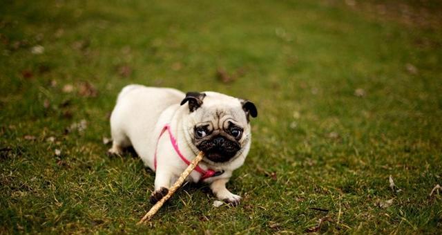 如何帮助以巴哥犬缓解拉肚子和食欲不振的问题（以宠物为主，教你如何做到合理的饮食和护理）