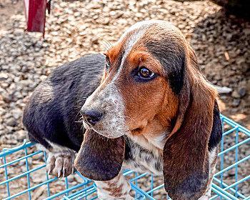 了解以巴基度犬——这种可爱又勇敢的宠物犬（探寻以巴基度犬的历史背景、外观特征、性格特点和适宜饲养方式）