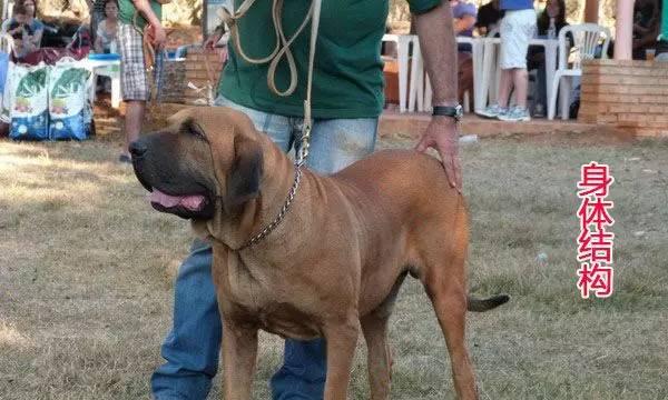 探究以巴西菲勒犬的实用价值（发掘宠物犬的多重功能，提高家庭生活品质）