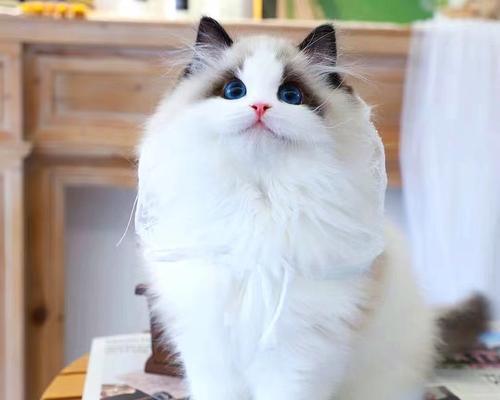 TheLovelyBlueBicolorRagdollCat（APerfectCompanionforPetLovers）