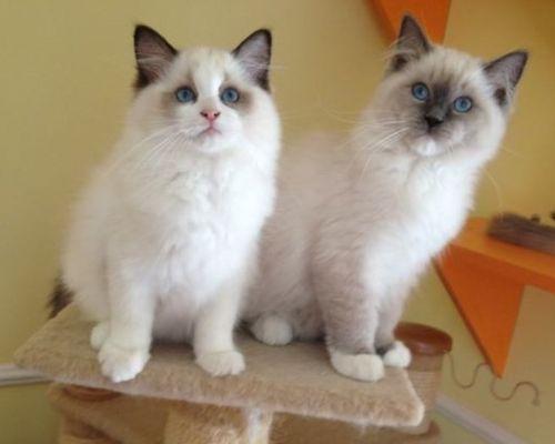 TheLovelyBlueBicolorRagdollCat（APerfectCompanionforPetLovers）